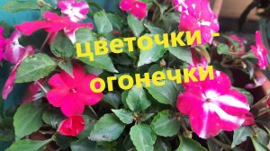 Этот цветок сажаю в тени, цветочки - огонечки.