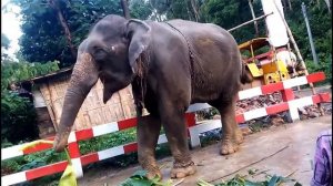 Подборка - Животные на дороге / animals on the road