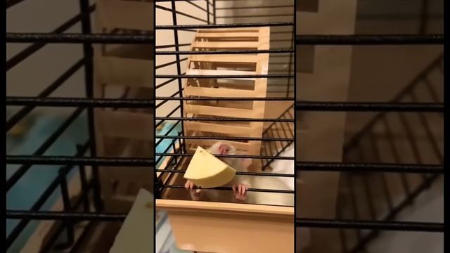 Маленькая крыска пробует сыр и довольно чавкает #декоративныекрысы #крысы #shorts