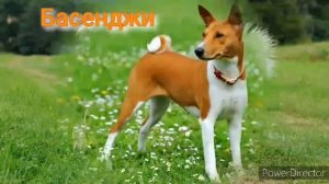 Кто ты из собак по ЗЗ? (3 ч)