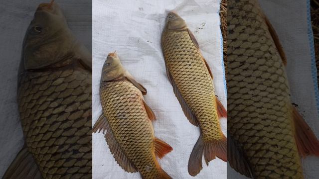 супер рыбалка смотреть онлайн