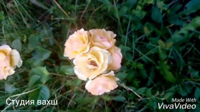 Бехтарин суруди эрони 07. 07.19