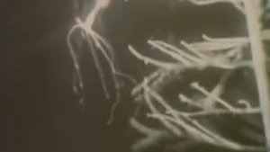 Гидра и её движение