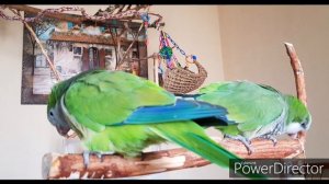 Я ШИКАРНАЯ ПТИЧКА! УРОК ДЛЯ ОБУЧЕНИЯ ПОПУГАЯ ГОВОРИТЬ.