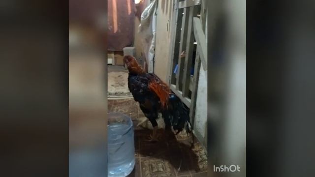 вакцинация от чумки ла-сота смотреть онлайн