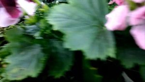 Королевская пеларгония. Идеальная зимовка.