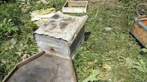борьба с роением - налет летной пчелы на плодную матку в семье пришедшей в роевое состояние