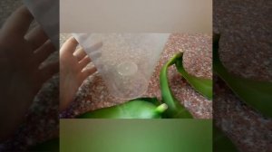 Как реанимировать орхидею без корней/как нарастить корни у орхидеи？