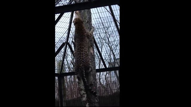 Калининградский зоопарк. Волки зима2017г смотреть онлайн