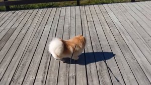 Влог с собакой🐶Провожу свой выходной в Мещерском парке