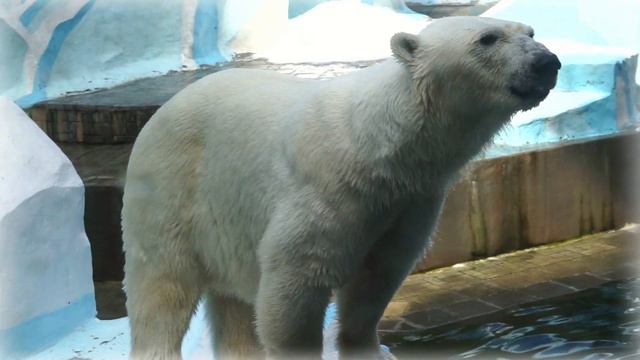 Аплодисменты Герде и медвежатам смотреть онлайн