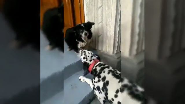 Далматин Барон пристает к Мони