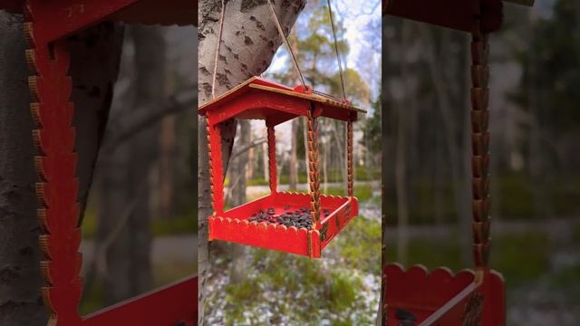 Очередная кормушка для птиц  #shortvideo #мончегорск #мурманск #birdfeeder #кормушка