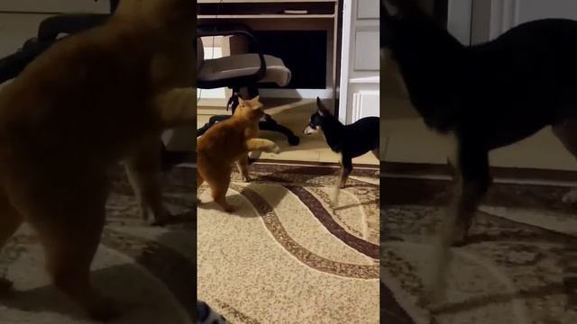 той терьер смотреть онлайн