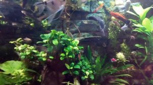 Задний фон для аквариума из пенопласта своими руками