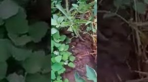 Посадка рассады  Как правильно мульчировать