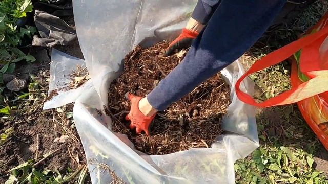 Как посадить ГОЛУБИКУ. СУПЕР БЮДЖЕТНО. ГОТОВИМ ПОЧВУ ПОД ПОСАДКУ. 100% приживаемость!! смотреть онлайн