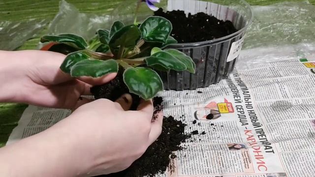 КАК ПЕРЕСАДИТЬ ФИАЛКИ ЗИМОЙ? НОВЫЙ ГРУНТ ДЛЯ ФИАЛОК! смотреть онлайн