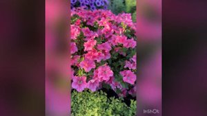 Обзор моих петуний,фанфаре салмон,сезон 2023💕