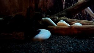 Astronotus ocellatus (13 мес)