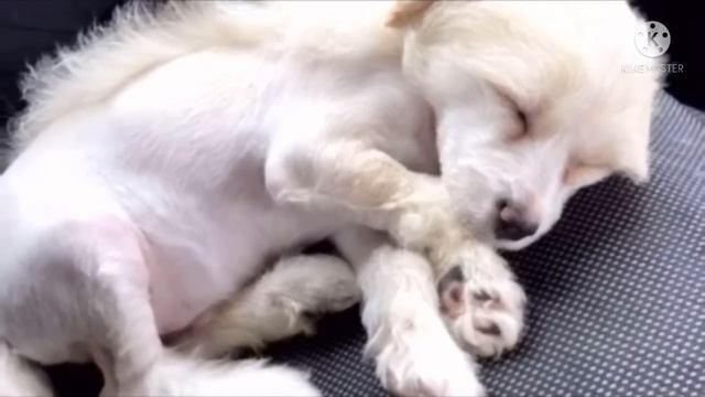 Мужчина думал, что взял ослабленного щенка на рынке. Но и не представлял чем это для него обернётся смотреть онлайн