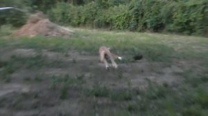 Щенки хортой борзой 17.06.21г