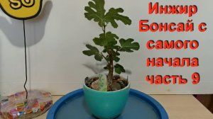 Инжир Бонсай с самого начала. Летняя обрезка часть 9