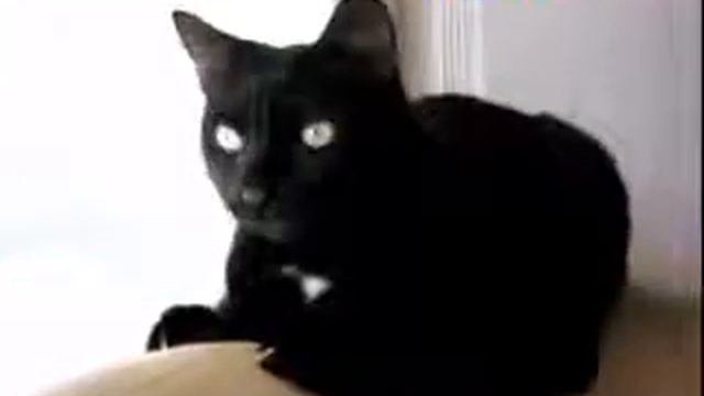 Приколы с котами 2015(смешные коты)