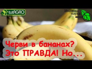 ЧЕРВИ В БАНАНАХ: да, это ПРАВДА! Но есть нюанс. Мрачная правда о любимом фрукте.