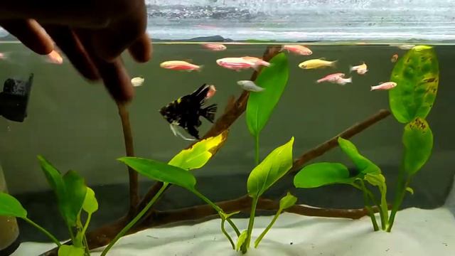 AMAZON SWORD. live plants added. 😍😍 смотреть онлайн