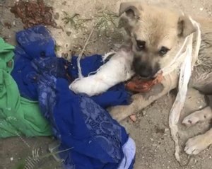 Ветеринары потренировались на щенке, и выкинули в бинтах на помойку