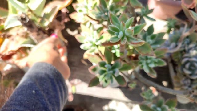 Un día en el jardín. #cactus #plantasdecasa #suculentas #cochinilla смотреть онлайн