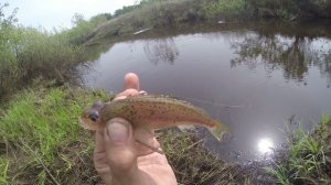 Рыба окунь рыба ёрш рыба плотва и густера, видео rybachil.ru