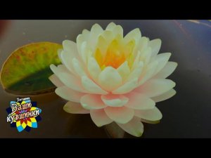 Нимфея Lemon Meringue (Лимонная меренга) кувшинка, waterlily, водные растения, пруд