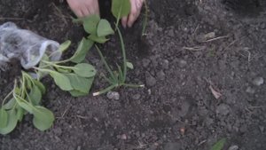 Капуста.Посадка Капусты в Открытый Грунт Ранней Весной.