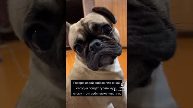 По-моему жизненно🤣🤣 #рекомендации#смешнодослез#бульдожка#сиешноевидео#топ#дослез#раскрутка