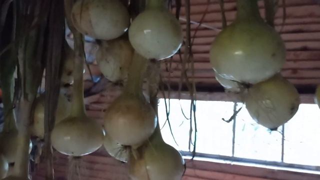 КАК Я СУШУ РЕПЧАТЫЙ ЛУК,ЧТОБЫ ХОРОШО ХРАНИЛСЯ. смотреть онлайн