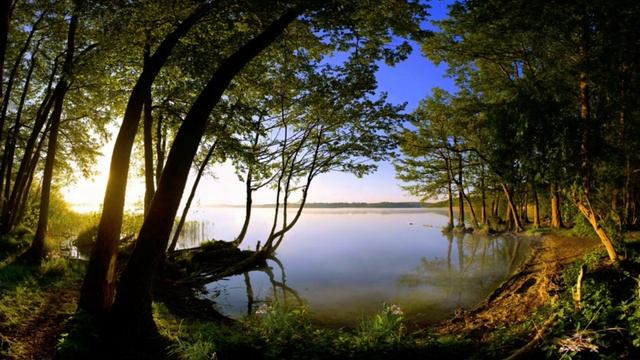 ПЕНИЕ КАНАРЕЙКИ И ЗВУКИ СВЕРЧКОВ! #звукиприроды #пениеканарейки #birdsong