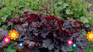 Гейхера мелкоцветная Палаc Пурпле. Краткий обзор, описание heuchera micrantha Palace Purple