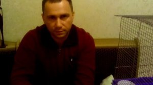 Как выкормить птенца сороки, вороны 1