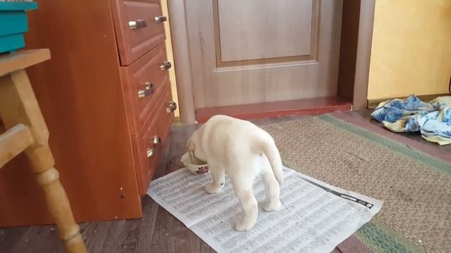 Щенок лабрадора, первый день в новой семье. Адаптация лабрадора. Щенка только забрали от мамки смотреть онлайн