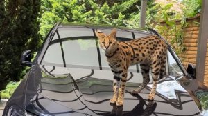 Сервал мяукает. 🎼 Прыгает по капотам🚗🐆 Serval song
