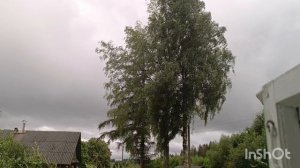 Порывистый ветер, ливень, наблюдаю за берёзами из окна, жутковато,28.07.24