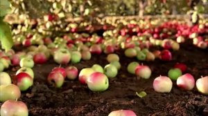 Сады Придонья_сок который мы варистили