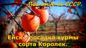 Ейск. Посадка хурмы сорта Королек. Послание из СССР.