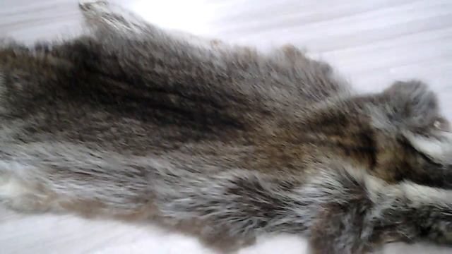 Енот на воротник. смотреть онлайн