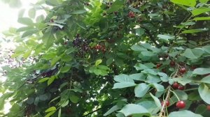 Вишня урожайная