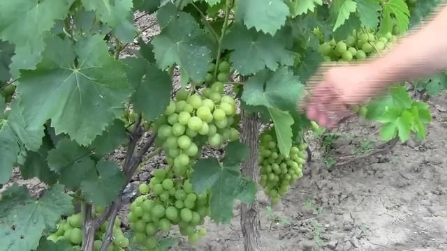 @ВИНОГРАД  СУПЕР ЭКСТРА . Зеленый виноград. Белый виноград
