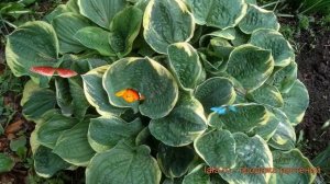 Хоста гибридная Крисмас Три (christmas tree) ? обзор: как сажать, саженцы хосты Крисмас Три