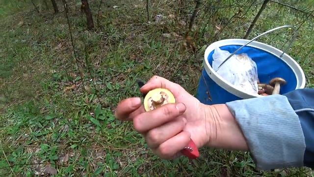 ГРИБНЫЕ МОМЕНТЫ.Такая удача! смотреть онлайн